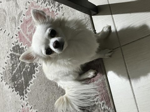 Fci kif şecereli ödüllü erkek chihuahua