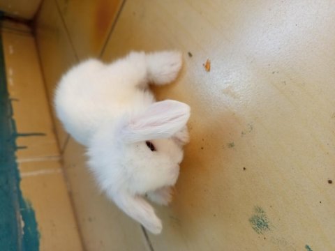 Yavru hollanda teddy lop tavşanları