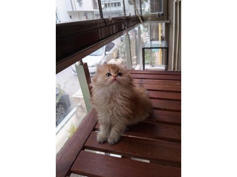 British longhair safkan ponçik