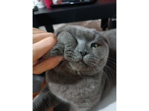 Scottish fold kedime aile arıyorum