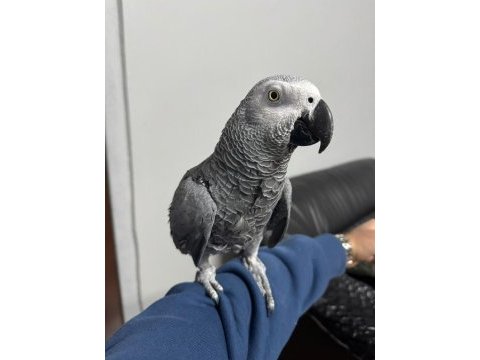 4 yaşında yarı evcil erkek jako papağanı