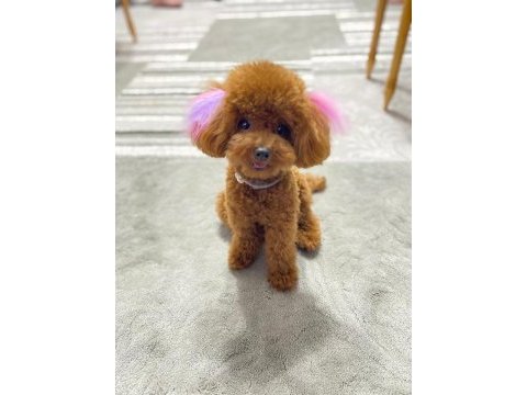 Ailelere uygun toy poodle yavrular