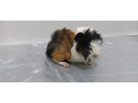 Guinea pig şehir içi ve şehir dışı teslimat vardır