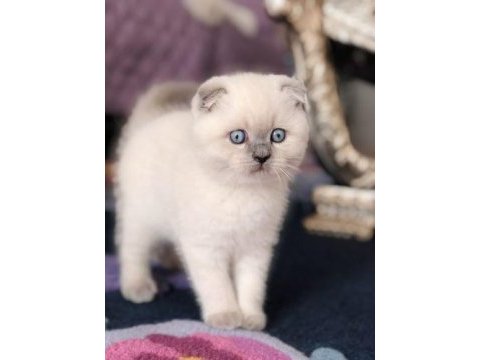Aynı gün teslim imkanıyla scottish fold yavruları