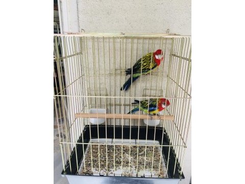 Hazır takım daha önce yavrusu alındı rozella papağanı