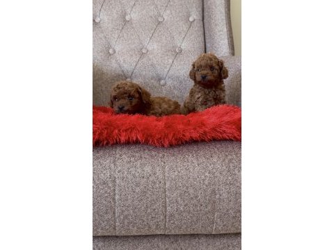 Toy poodle bebekleri