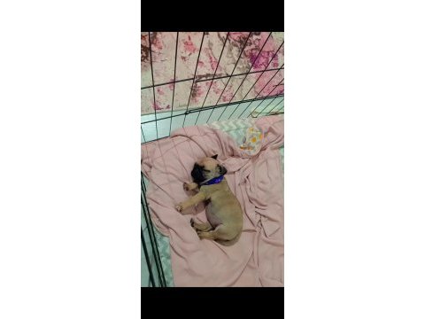 Yavru pug köpeği dişi 2 aylık
