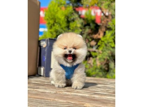 Safkan pomeranian boo yavrularımız