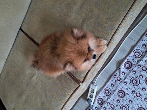 Pomeranian boo dişi 2,5 aylık