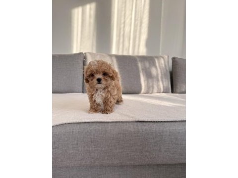 Irkının en kaliteli yavrusu ev doğumlu poodle bebeğim