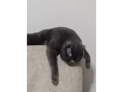 Erkek 1 buçuk yaşında scottish fold