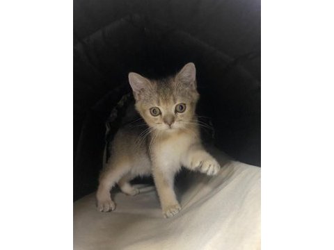 Yavru kedi