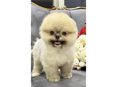 Orange pomeranian boo
