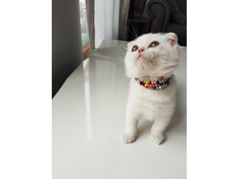 Exotic shorthair dişi yavrumuz trakya geneli sahiplendirme