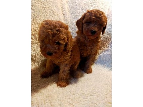 Safkan aşılı pasaportlu garantili toy poodle lar