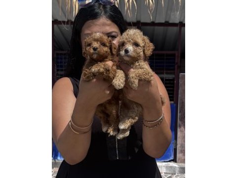 Sağlık ve ırk garantili maltipoo yavrularım