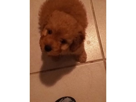 Maltipoo köpeğimizi sahiplendirme