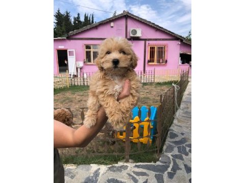 Maltipoo 2. jenerasyon toy yavrular