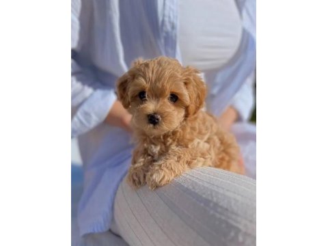 Maltipoo yavrularımız