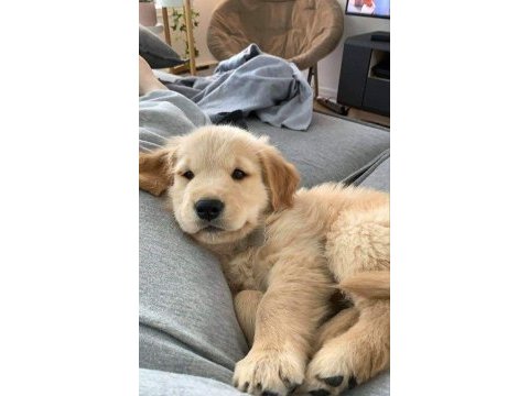 Bebek gibi golden retriever yavrularımız