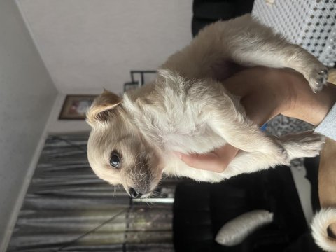 40 günlük 4 numara şivava dişi
