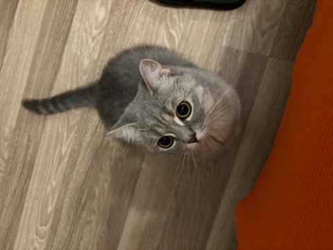 British shorthair kedimize eşleştirmek için erkek arıyoruz