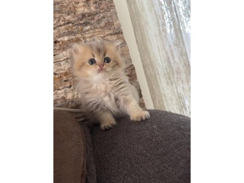 50 günlük british longhair