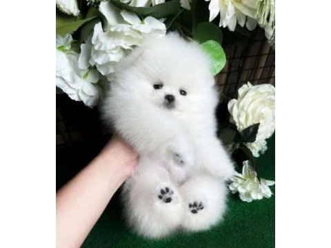 Yavru pomeranian köpekleri