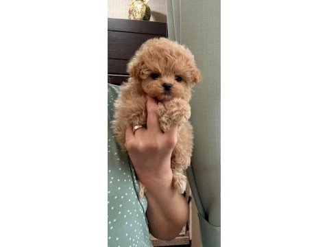 Teacup kore maltipoo yavruları