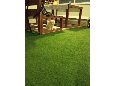 Pomeranian boo yavrularımız ırk garantili teslim
