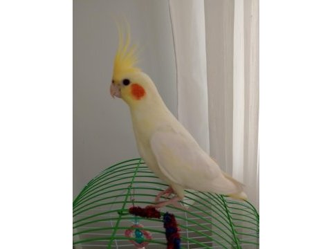Lutino sultan papağanı