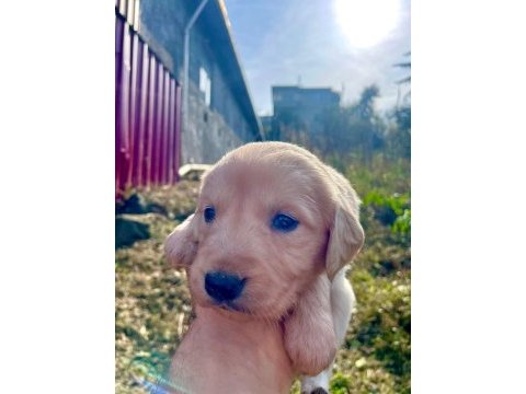 Golden retriever yavrular