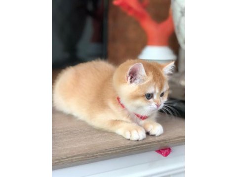 A kalite british shorthair golden yavrular