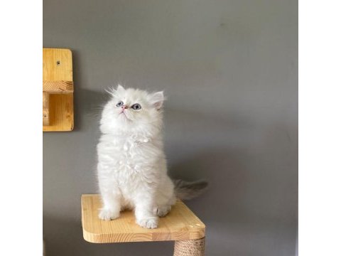 British longhair ay1133 erkek muhteşem tip