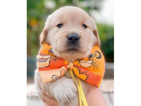 Golden retriever yavru köpekler