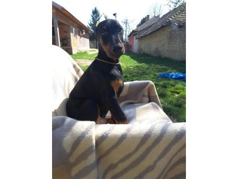 A kalite doberman yavruları