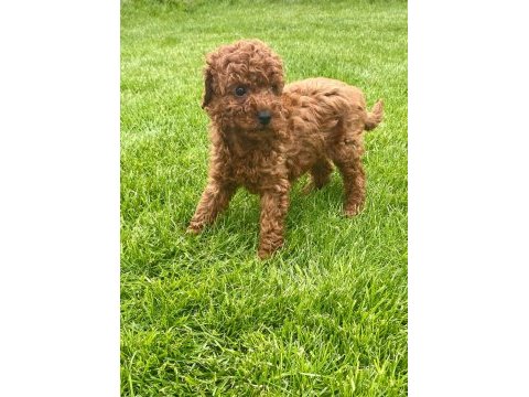 Red brown a kalite orjinal toy poodle yavrular