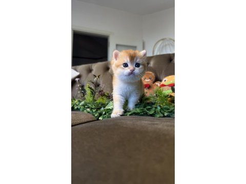 Yüksek kalite golden british shorthair bebeğim