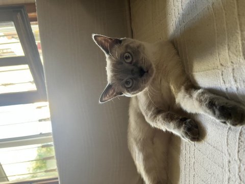 6 aylık kızıma yuva arıyorum british shorthair