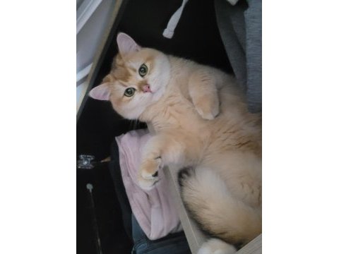 British shorthair kedilerimiz
