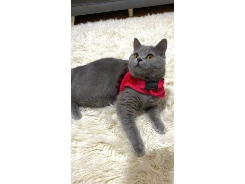 British shorthair kayseri