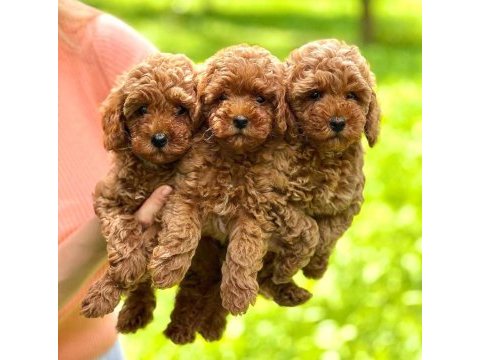 Anatomi güzeli poodle köpekler