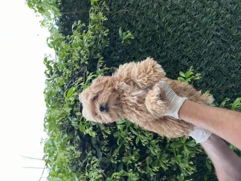 Maltipoo poodle kalitesinde