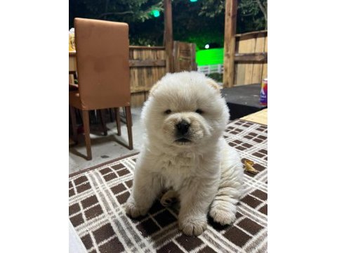 Chow chow (çin aslanı) yavruları