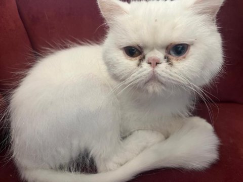 Exotic shorthair kediler