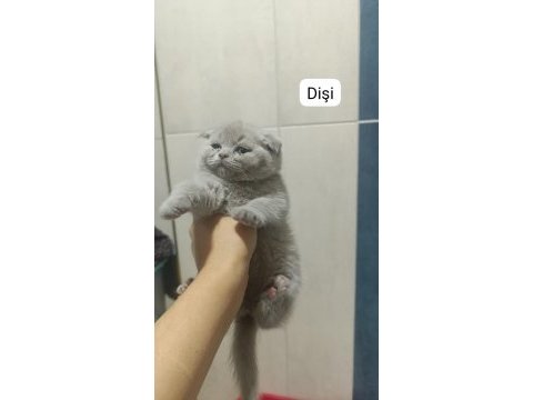 Scottish fold 55 günlük kediler