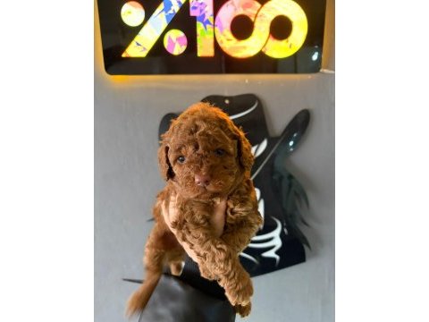 A plus safkan ve ırk garantili poodle yavrularımız