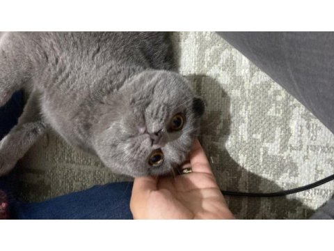 Scottish fold 5 aylık