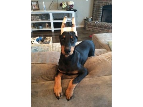 Şampiyon soy dobermanlar