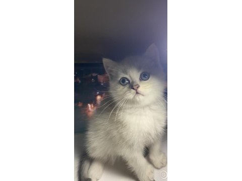 Safkan british shorthair erkek yavrumuz